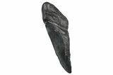 Partial Fossil Megalodon Tooth - South Carolina #376040-1